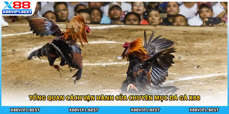 Tổng quan cách vận hành của chuyên mục đá gà X88